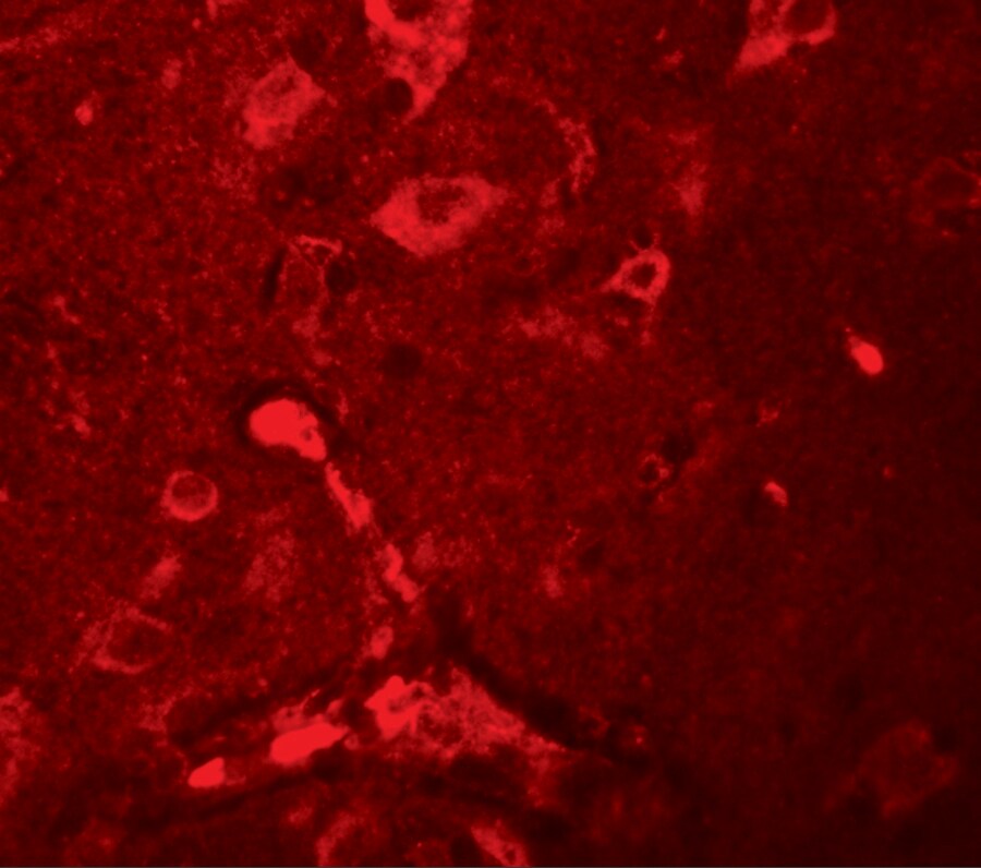 APBA2 Antibody - BSA Free
