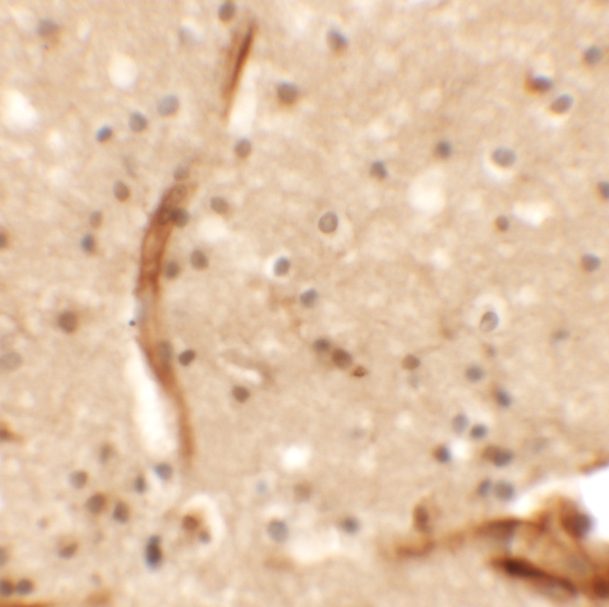 KCNK13 Antibody - BSA Free