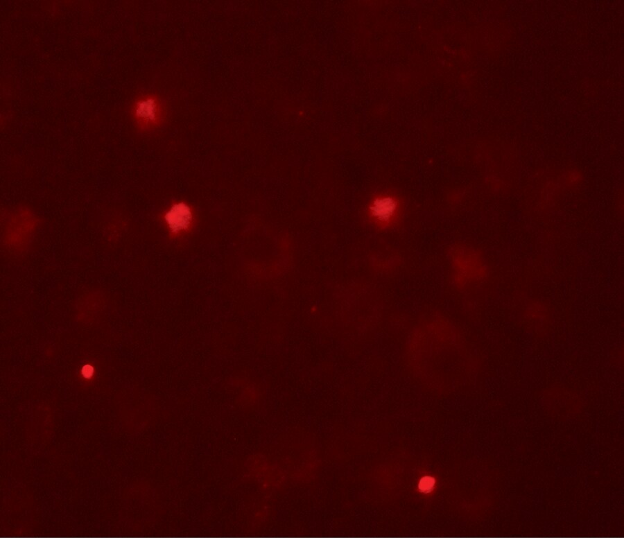 KCNK13 Antibody - BSA Free