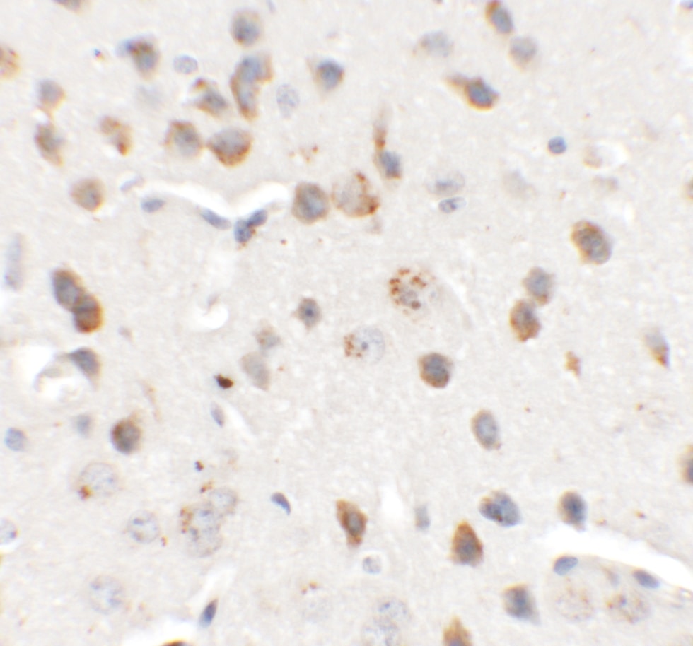 CHD7 Antibody - BSA Free