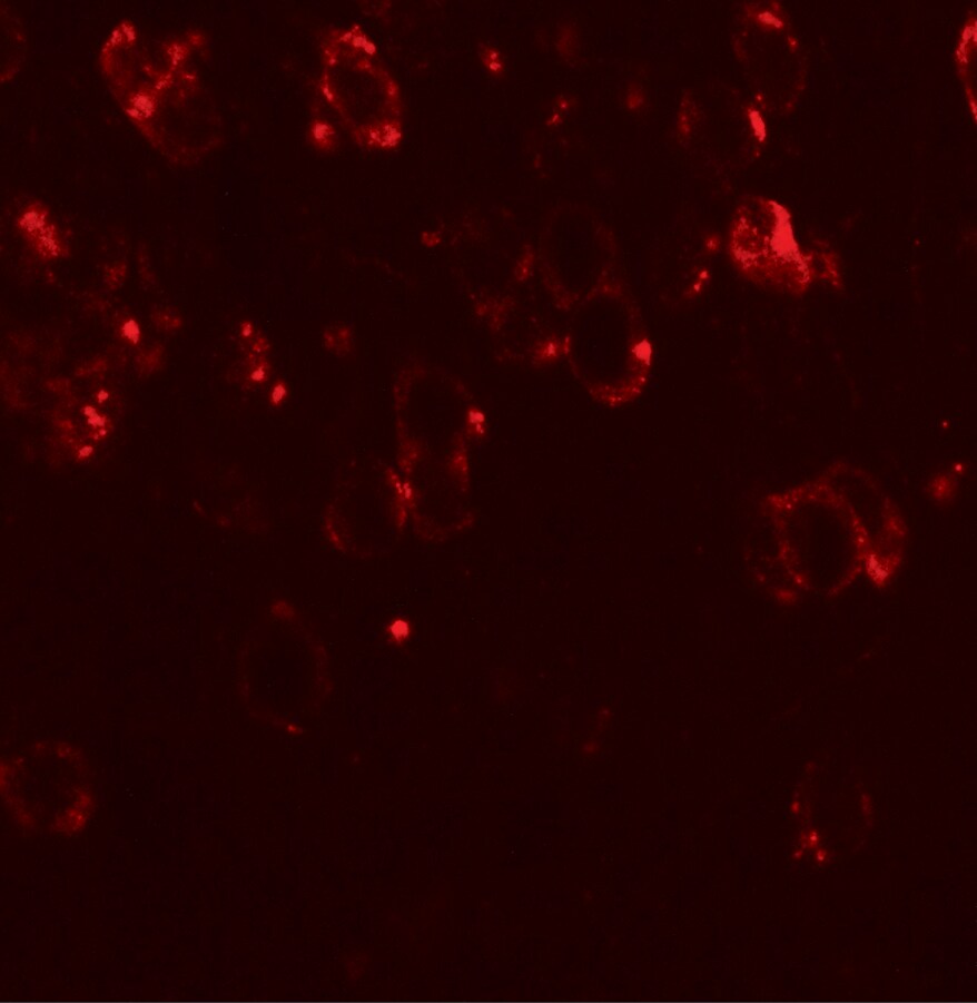 CHD7 Antibody - BSA Free