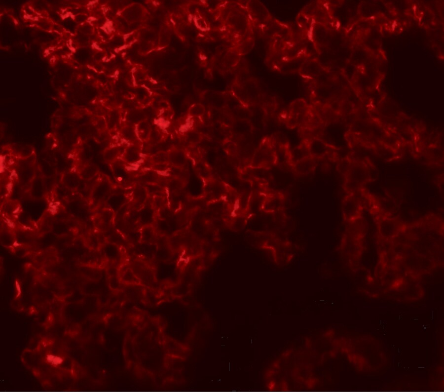 NETO1 Antibody - BSA Free