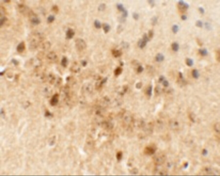 Draxin/C1orf187 Antibody - BSA Free