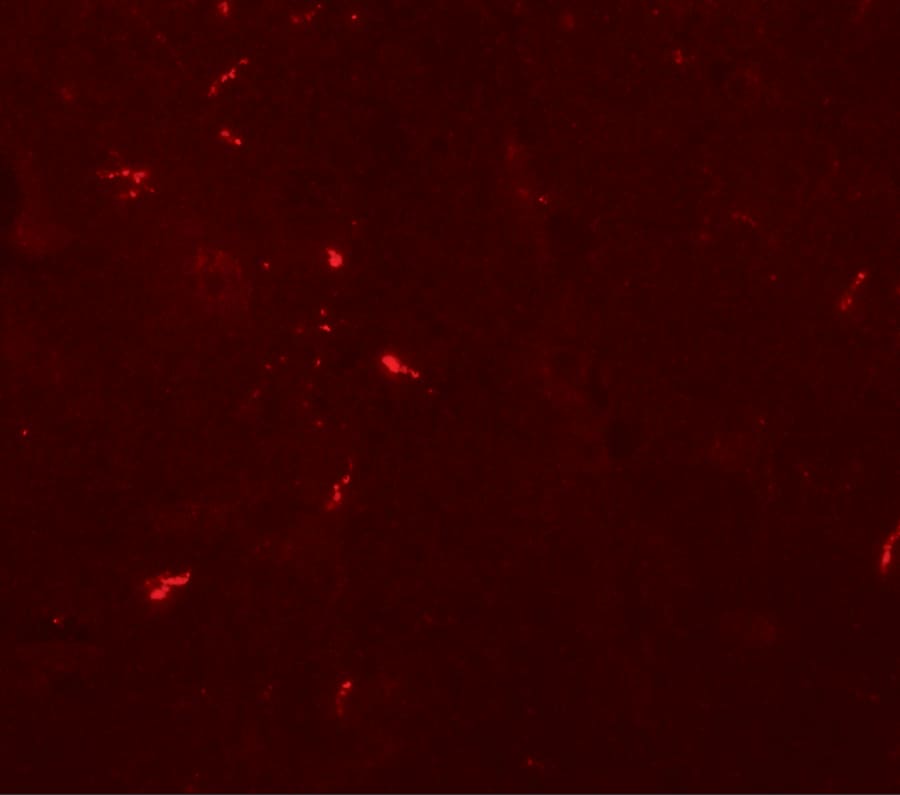 Draxin/C1orf187 Antibody - BSA Free