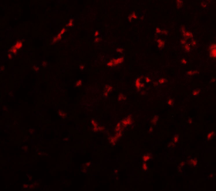 DRGX Antibody - BSA Free