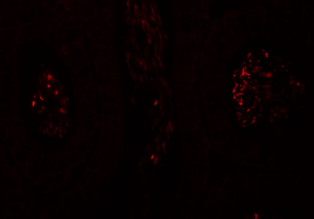 Spermatogensis associated protein 1 Antibody - BSA Free