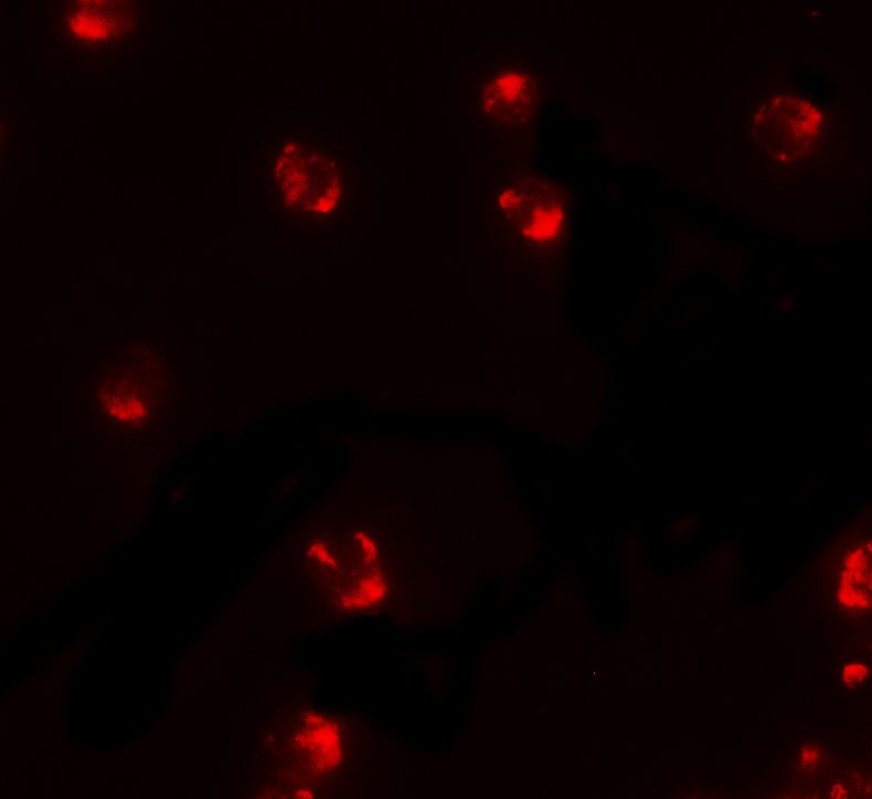 PIWIL2 Antibody - BSA Free