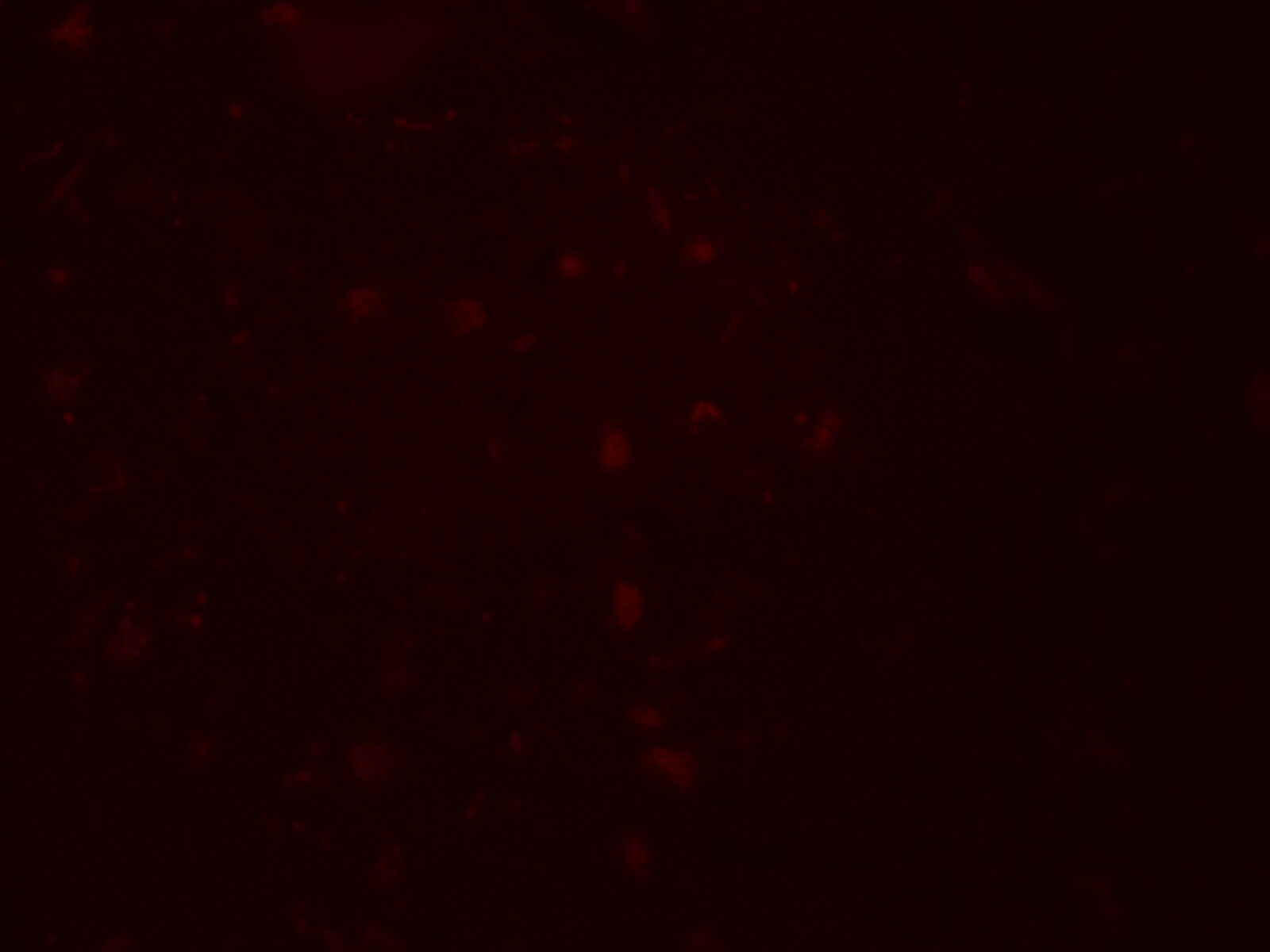 ZGPAT Antibody - BSA Free