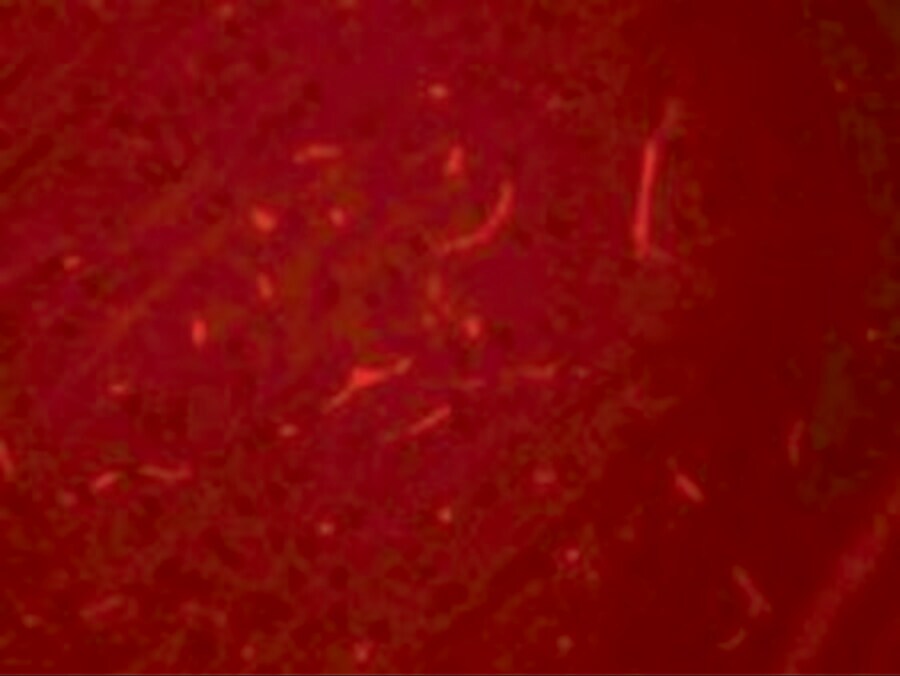 SIK3 Antibody - BSA Free