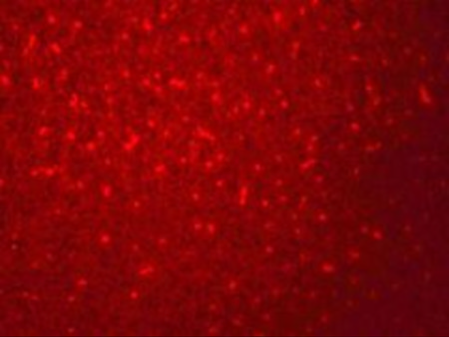 SIVA Antibody - BSA Free