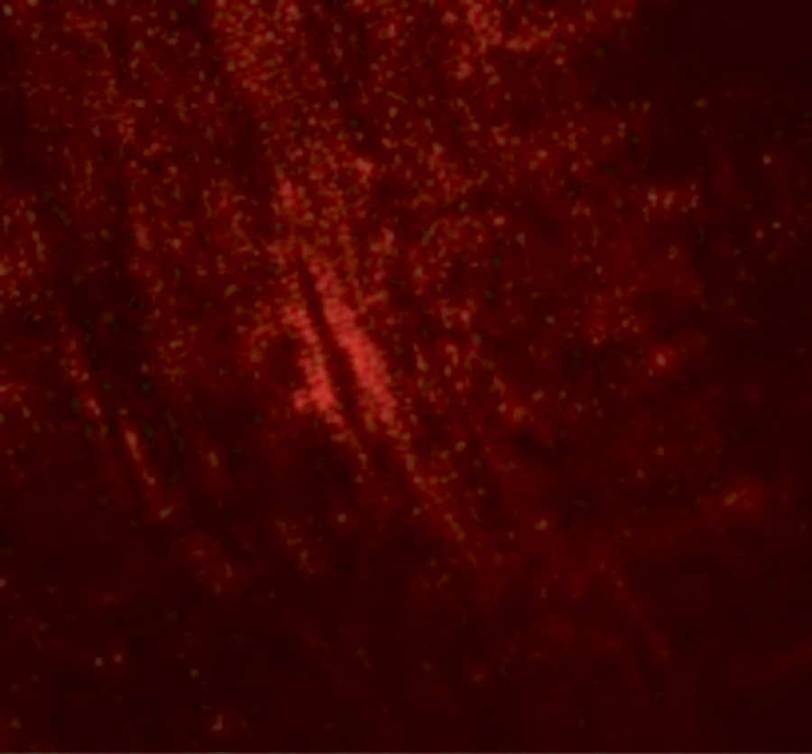 MYBPC1 Antibody - BSA Free