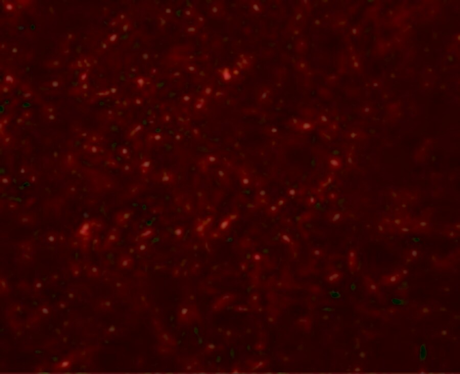 GRB10 Antibody - BSA Free