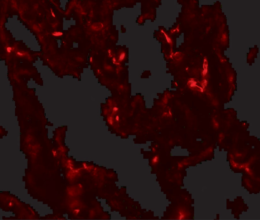 TTF-1 / NKX2-1 Antibody - BSA Free