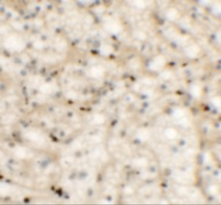 NKX2.6 Antibody - BSA Free