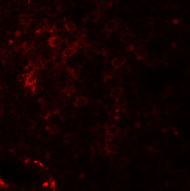 NKX2.6 Antibody - BSA Free