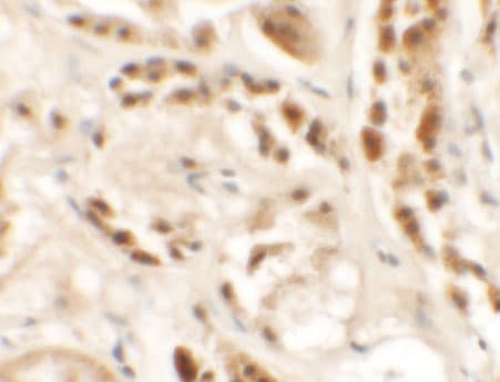 Siglec-15 Antibody - BSA Free