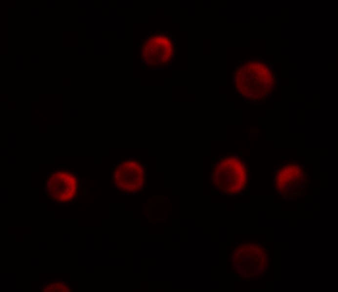 YPEL2 Antibody - BSA Free