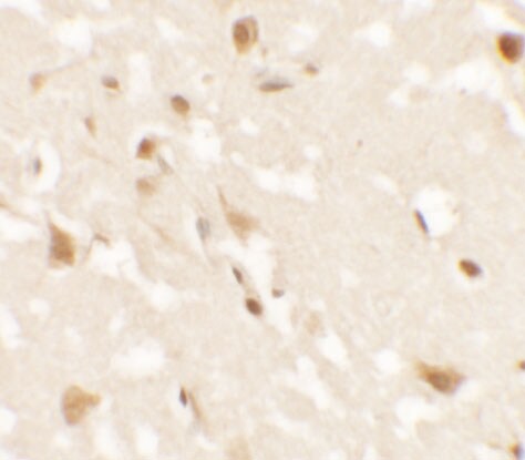 AIG1 Antibody - BSA Free