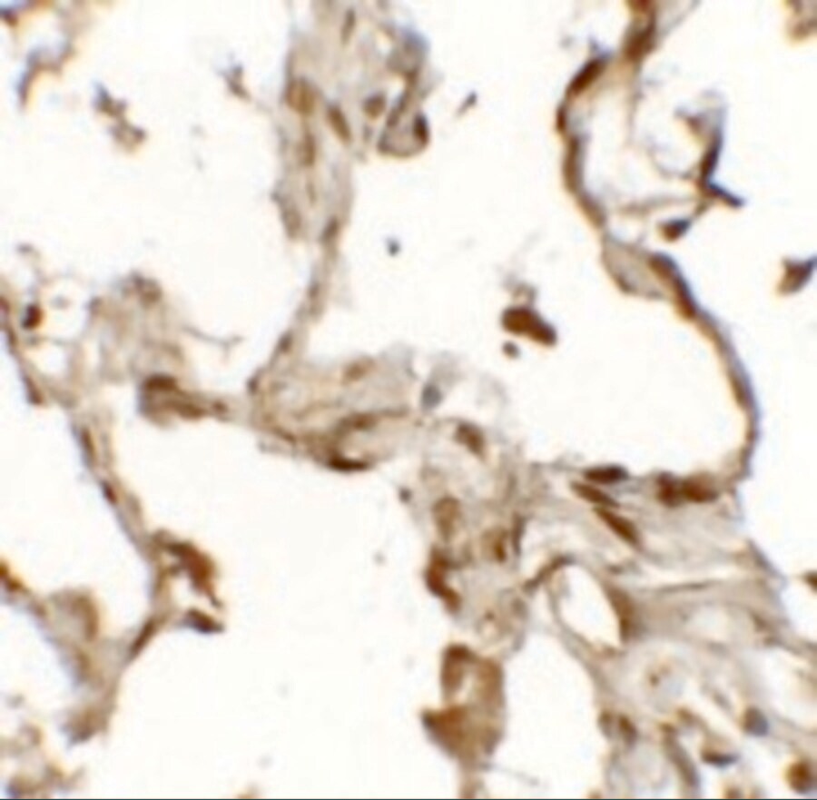 TFEB Antibody - BSA Free