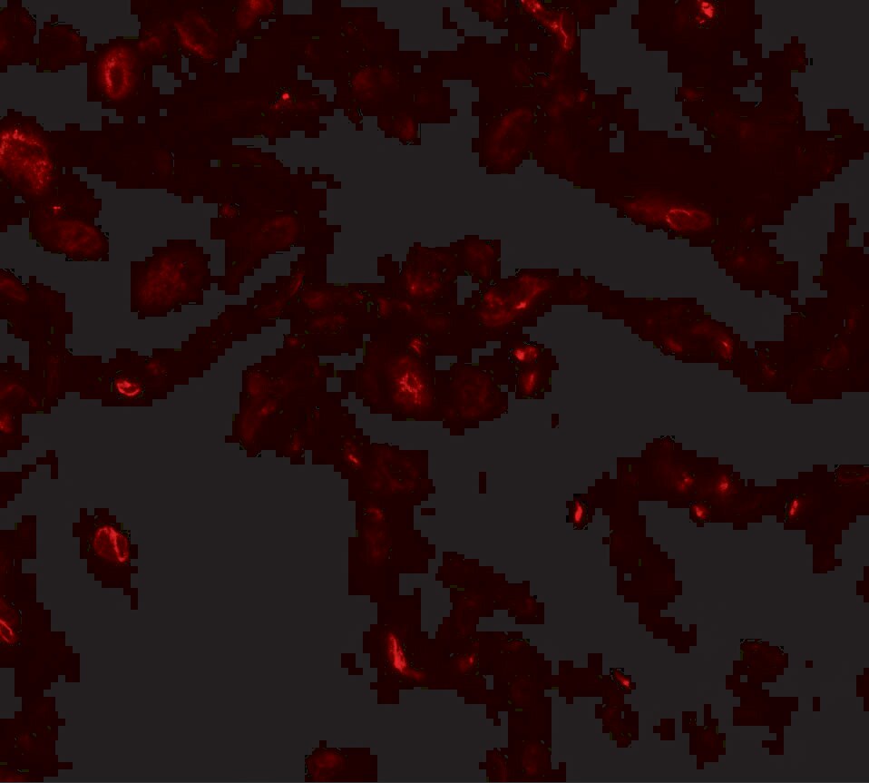 TFEB Antibody - BSA Free