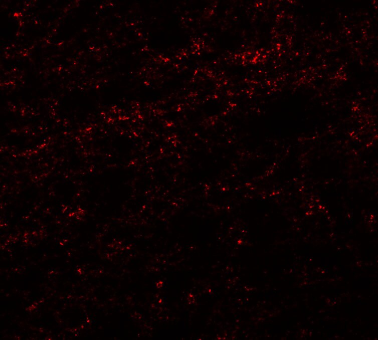 PHOX2A Antibody - BSA Free