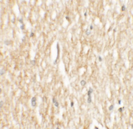 PHOX2A Antibody - BSA Free