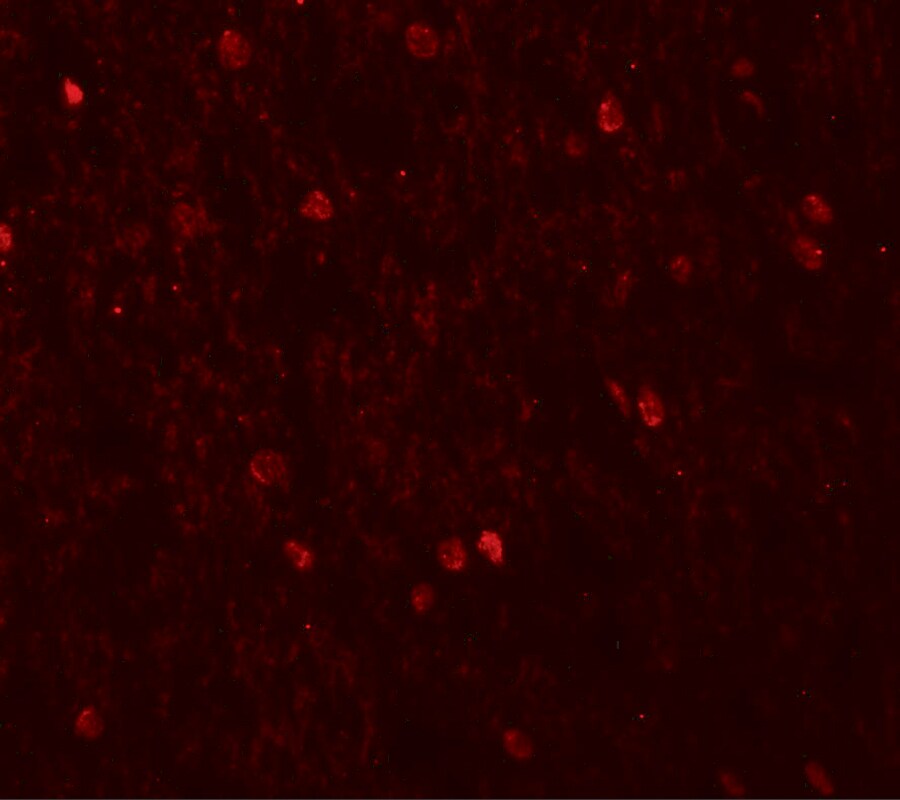 SHANK3 Antibody - BSA Free