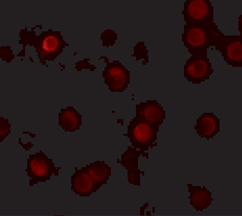 ZNF521 Antibody - BSA Free