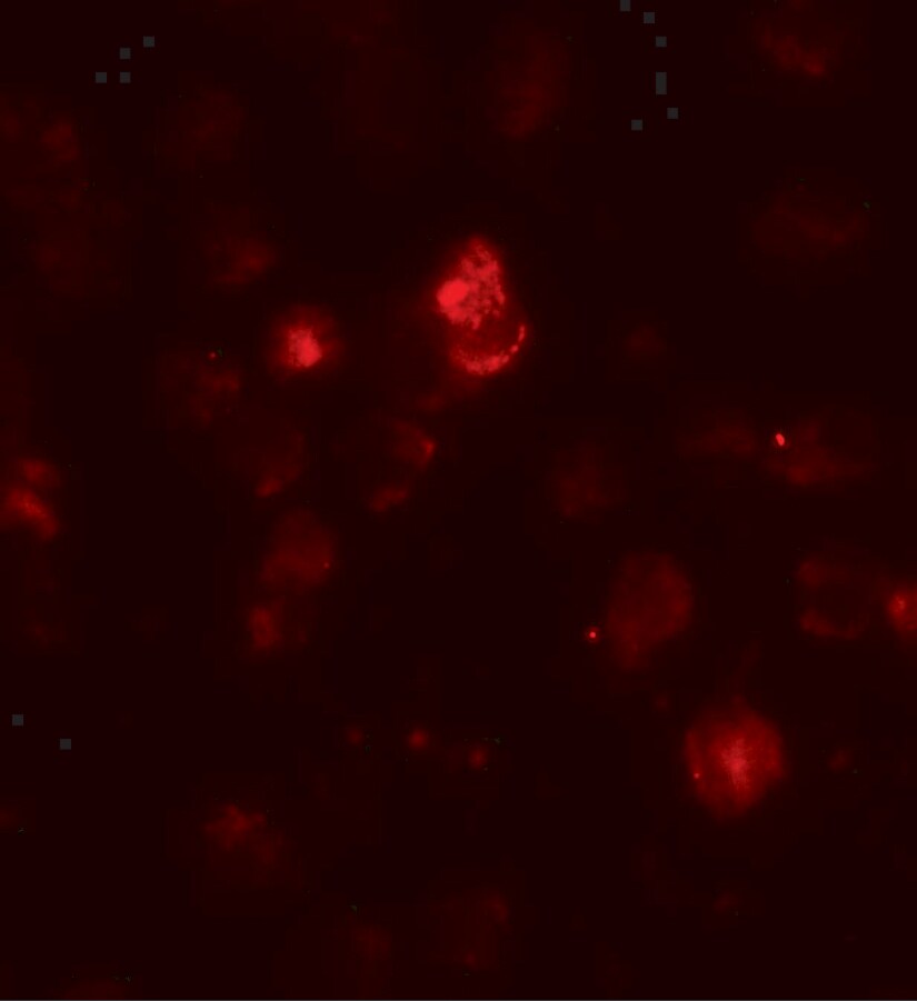 SDH Assembly Factor 1 Antibody - BSA Free