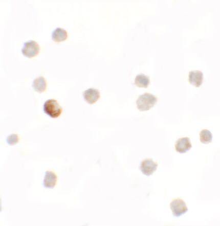 SDH Assembly Factor 1 Antibody - BSA Free