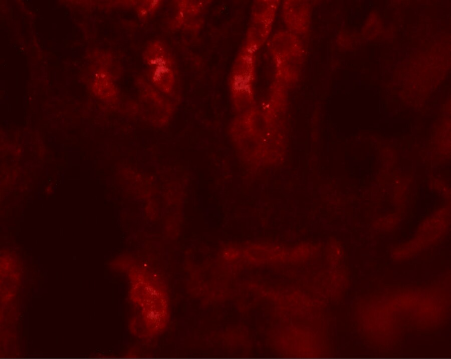 SARM1 Antibody - BSA Free