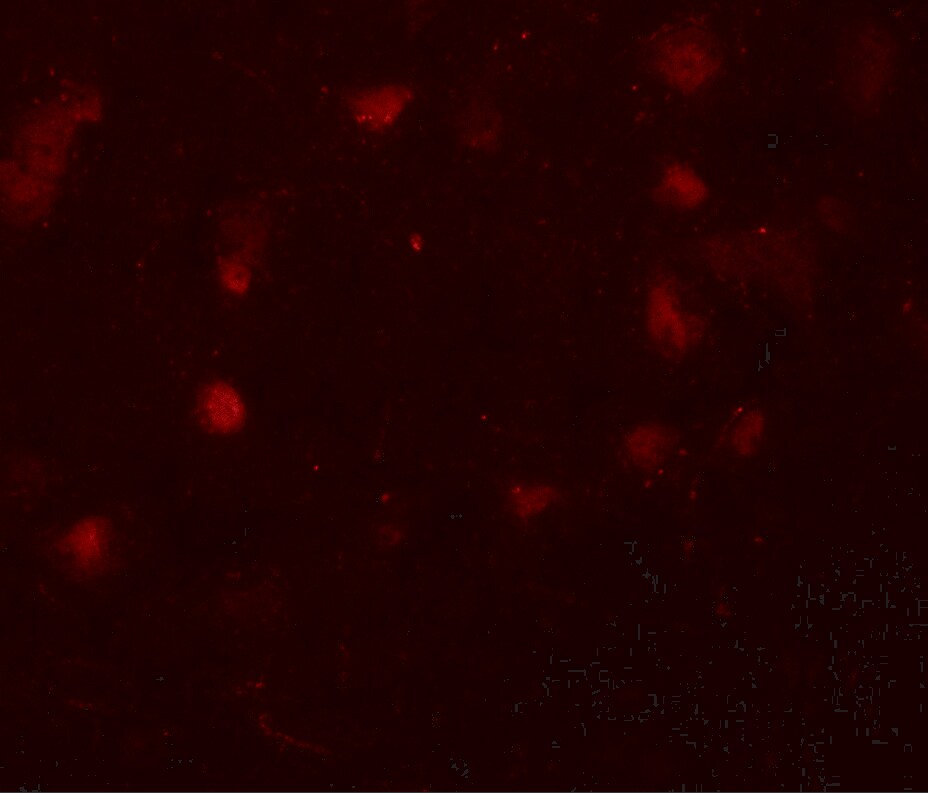 CASK Antibody - BSA Free
