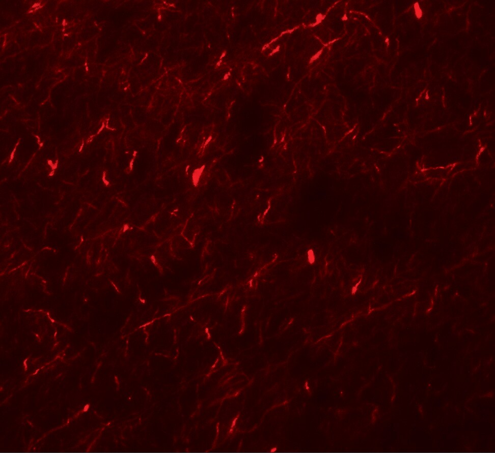 APBA1 Antibody - BSA Free