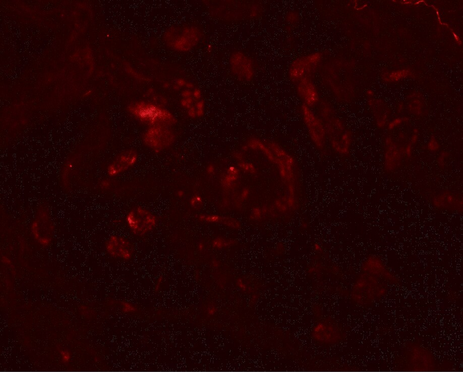 VAMP-7 Antibody - BSA Free