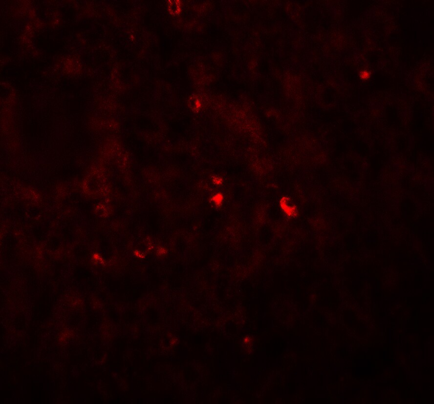 Angiogenin Antibody - BSA Free