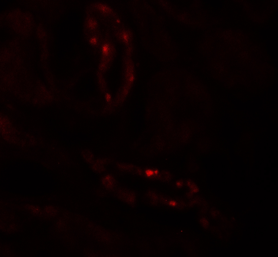 SCUBE3 Antibody - BSA Free