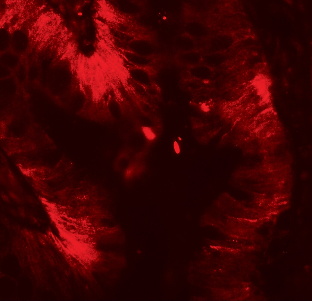 Claudin-4 Antibody - BSA Free
