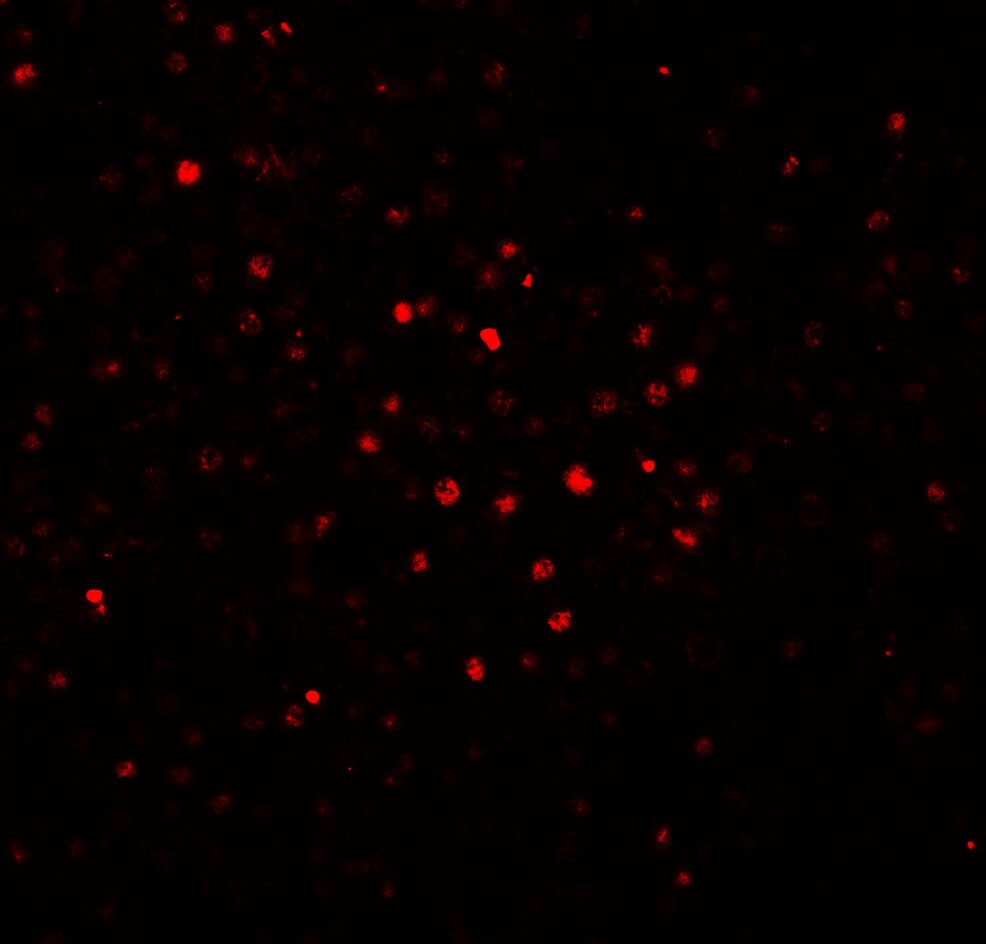 BATF Antibody - BSA Free