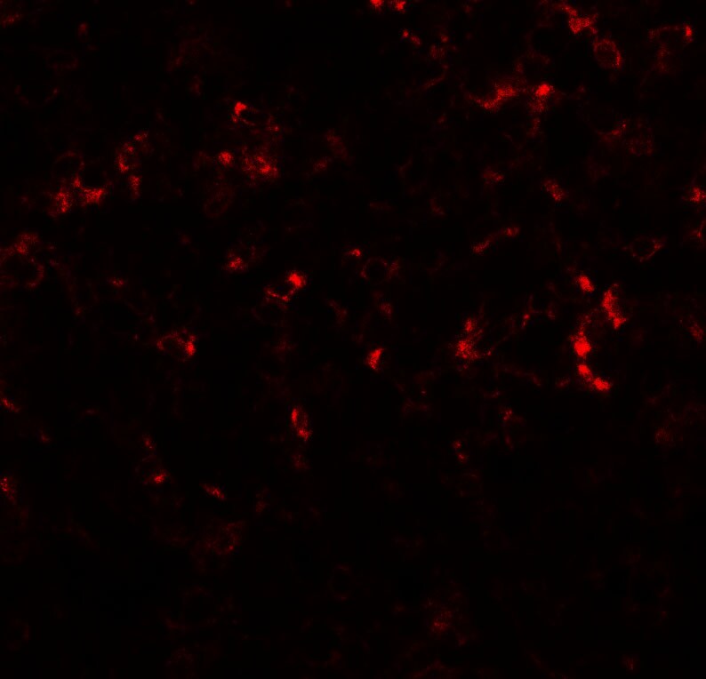 CEBP Delta Antibody - BSA Free