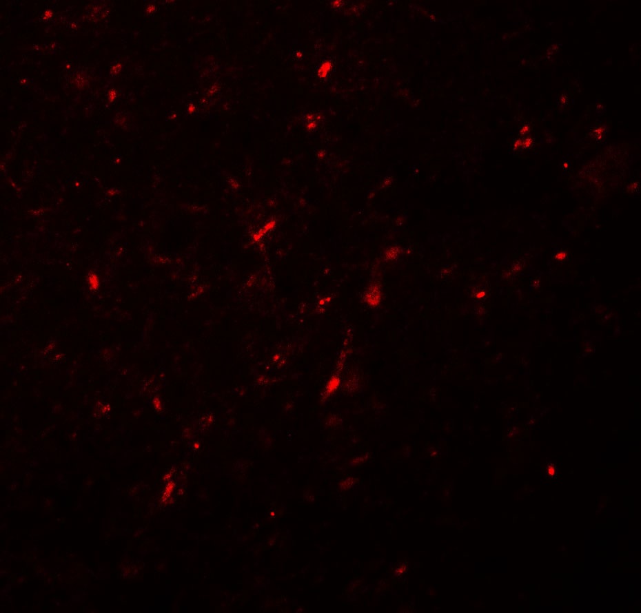 Neurogenin-2 Antibody - BSA Free