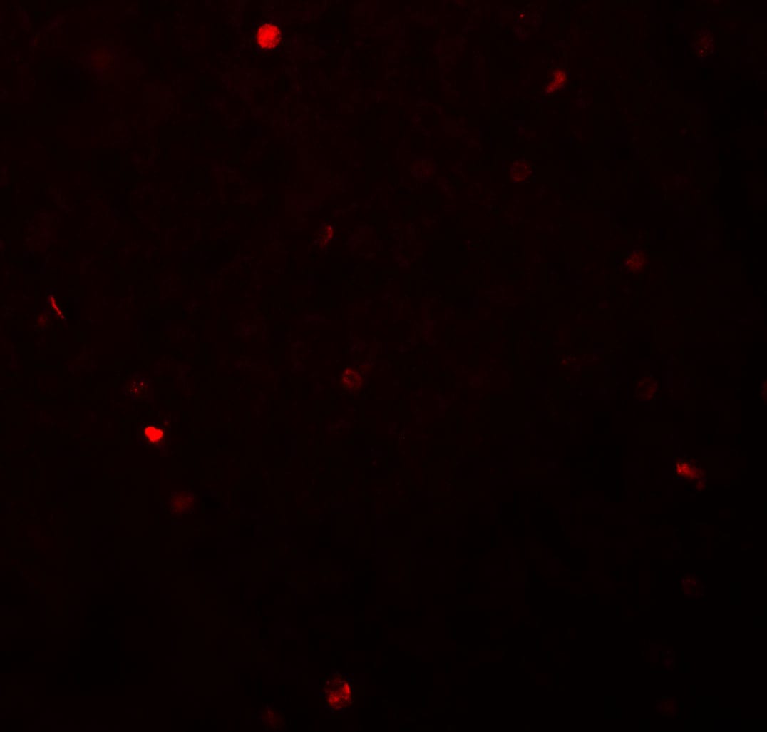 FoxH1 Antibody - BSA Free