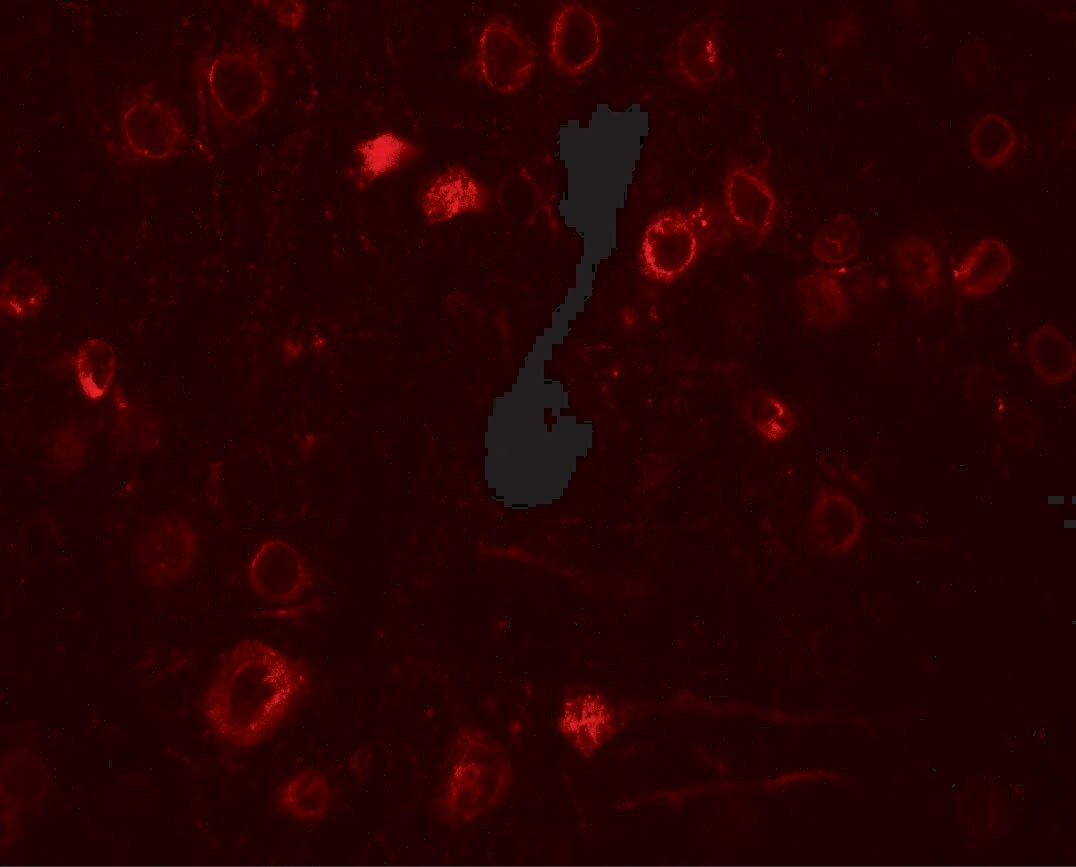 TPT1/TCTP Antibody - BSA Free