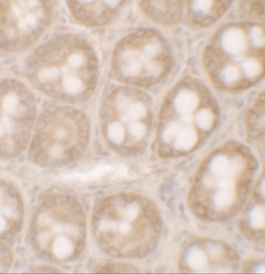 STAT3 Antibody - BSA Free