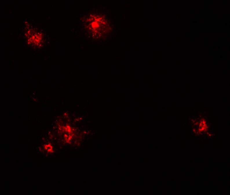 CCL2/MCP1 Antibody - BSA Free