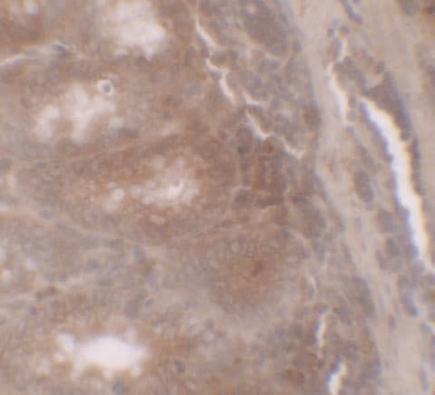 GilZ Antibody - BSA Free