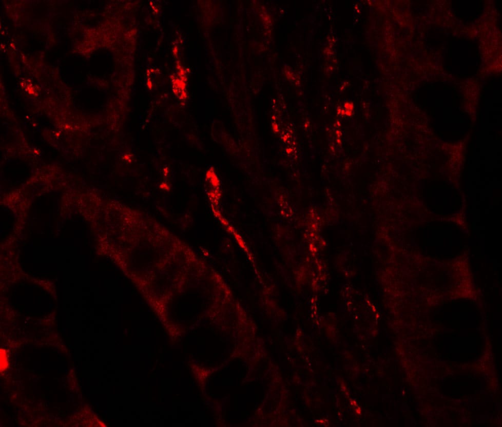 GilZ Antibody - BSA Free