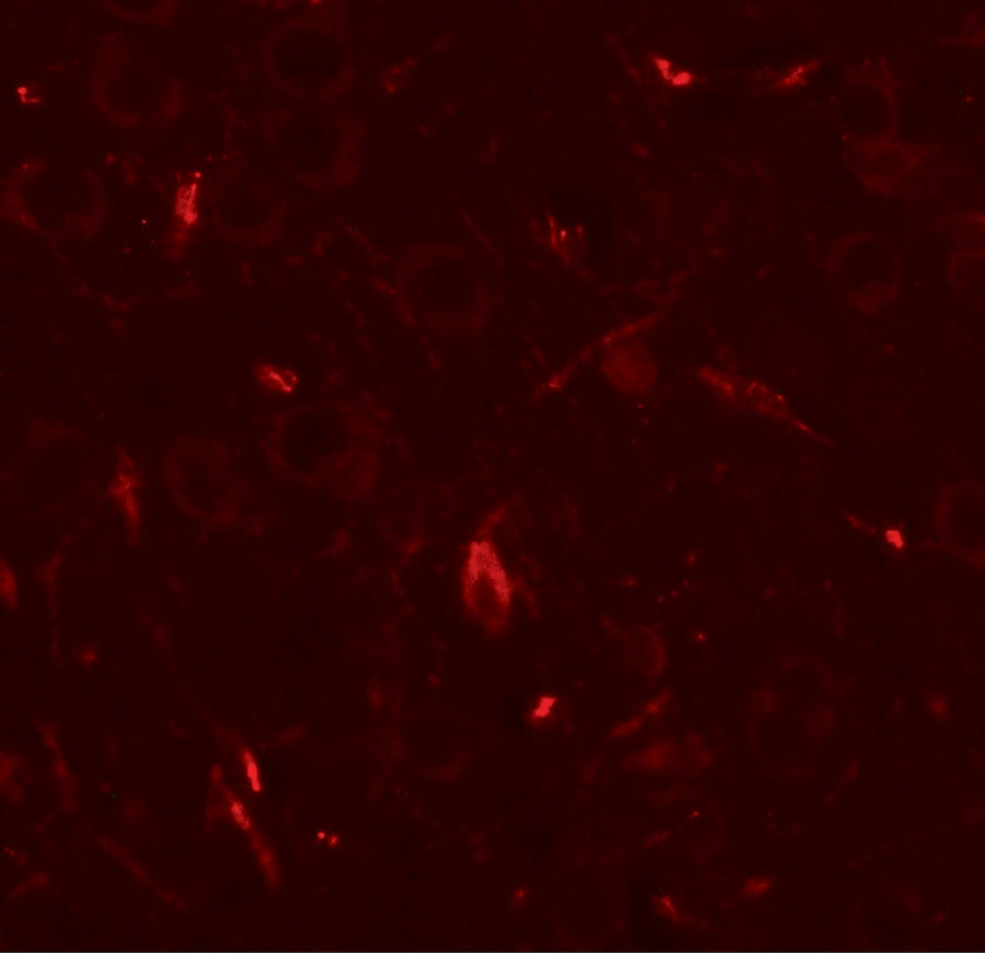 GRIP1 Antibody - BSA Free