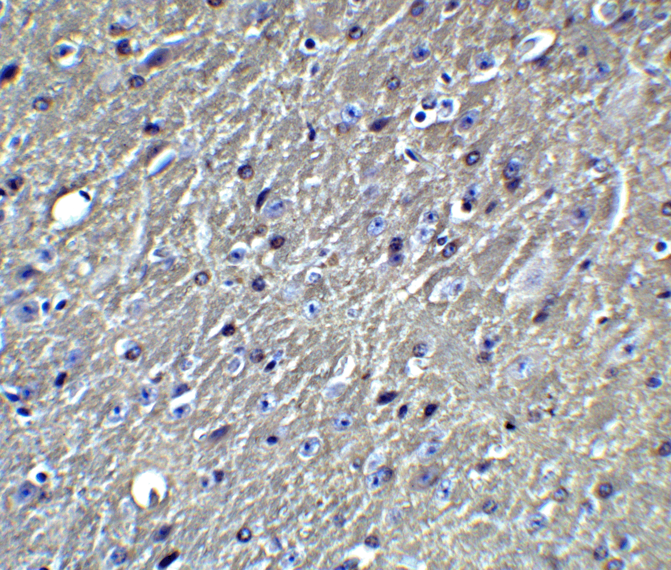 Apolipoprotein E/ApoE Antibody - BSA Free