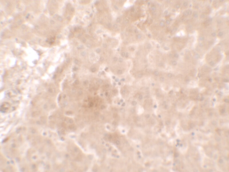 Apolipoprotein E/ApoE Antibody - BSA Free