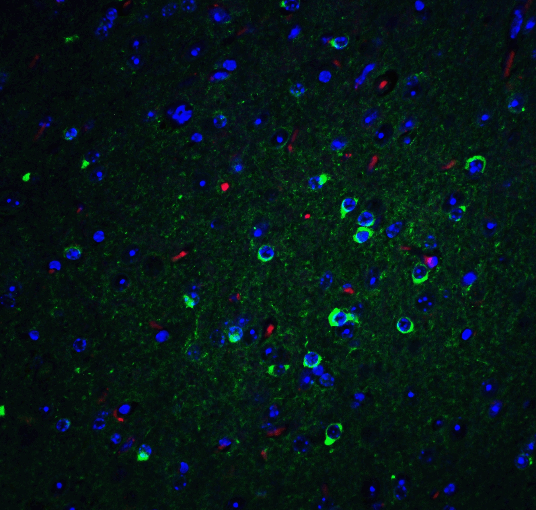 Apolipoprotein E/ApoE Antibody - BSA Free